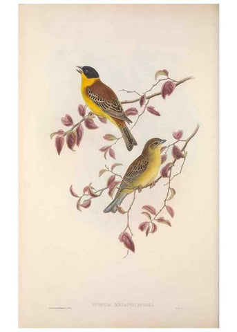 Reproducción/Reproduction 48914826806: The birds of Great Britain. London :Printed by Taylor and Francis, published by the author,1873.. 