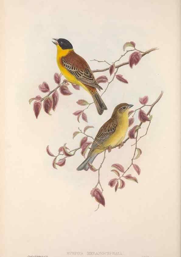 Reproducción/Reproduction 48914826806: The birds of Great Britain. London :Printed by Taylor and Francis, published by the author,1873.. 