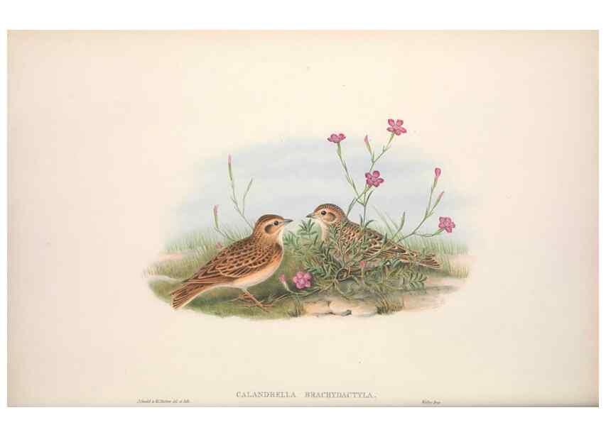 Reproducción/Reproduction 48914295043: The birds of Great Britain. London :Printed by Taylor and Francis, published by the author,1873.. 