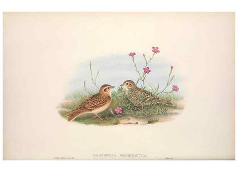 Reproducción/Reproduction 48914295043: The birds of Great Britain. London :Printed by Taylor and Francis, published by the author,1873.. 