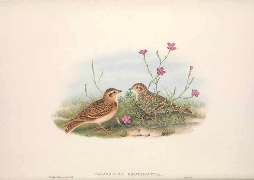 Reproducción/Reproduction 48914295043: The birds of Great Britain. London :Printed by Taylor and Francis, published by the author,1873.. 