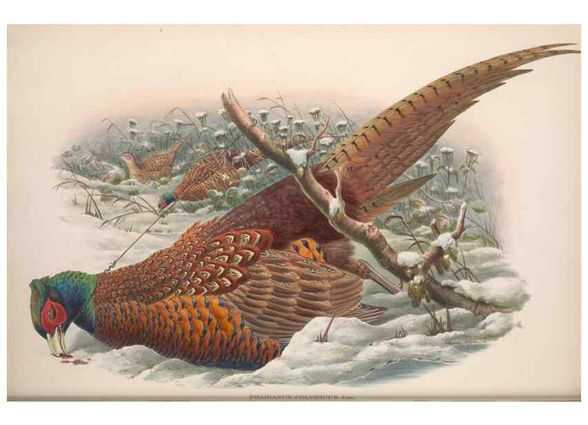 Reproducción/Reproduction 48915117437: The birds of Great Britain. London :Printed by Taylor and Francis, published by the author,1873.. 