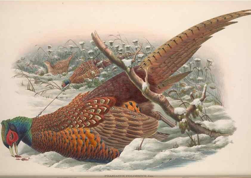 Reproducción/Reproduction 48915117437: The birds of Great Britain. London :Printed by Taylor and Francis, published by the author,1873.. 