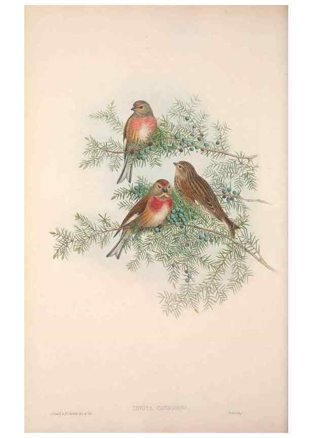 Reproducción/Reproduction 48914834166: The birds of Great Britain. London :Printed by Taylor and Francis, published by the author,1873.. 