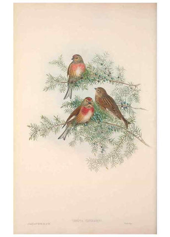 Reproducción/Reproduction 48914834166: The birds of Great Britain. London :Printed by Taylor and Francis, published by the author,1873.. 