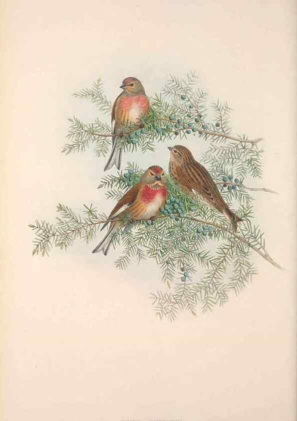Reproducción/Reproduction 48914834166: The birds of Great Britain. London :Printed by Taylor and Francis, published by the author,1873.. 