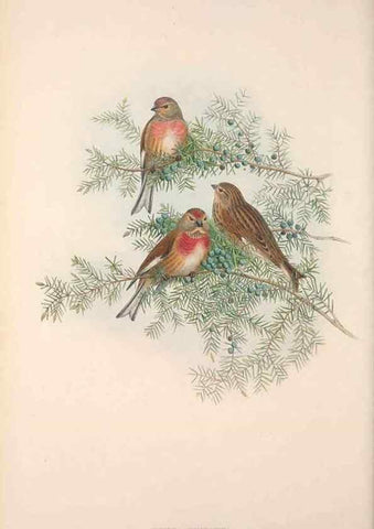Reproducción/Reproduction 48914834166: The birds of Great Britain. London :Printed by Taylor and Francis, published by the author,1873.. 
