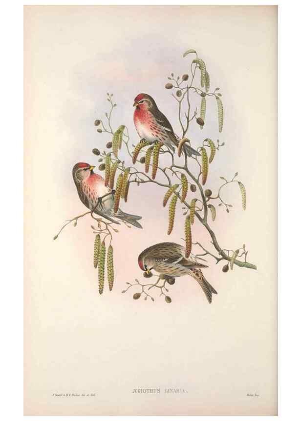 Reproducción/Reproduction 48914305218: The birds of Great Britain. London :Printed by Taylor and Francis, published by the author,1873.. 