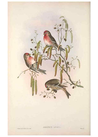 Reproducción/Reproduction 48914305218: The birds of Great Britain. London :Printed by Taylor and Francis, published by the author,1873.. 
