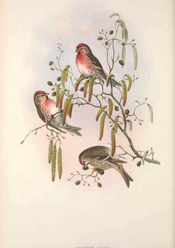Reproducción/Reproduction 48914305218: The birds of Great Britain. London :Printed by Taylor and Francis, published by the author,1873.. 