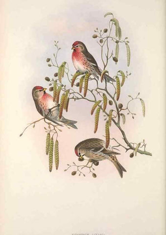 Reproducción/Reproduction 48914305218: The birds of Great Britain. London :Printed by Taylor and Francis, published by the author,1873.. 