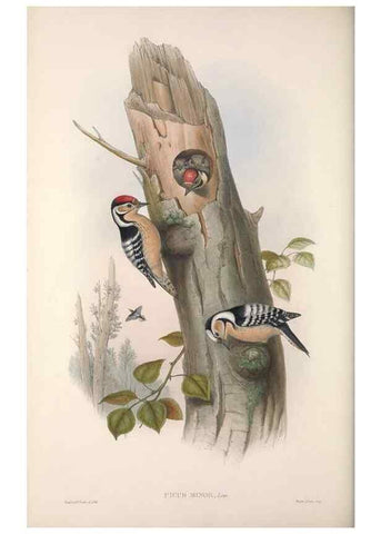 Reproducción/Reproduction 48914311508: The birds of Great Britain. London :Printed by Taylor and Francis, published by the author,1873.. 
