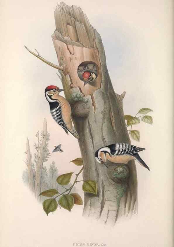 Reproducción/Reproduction 48914311508: The birds of Great Britain. London :Printed by Taylor and Francis, published by the author,1873.. 