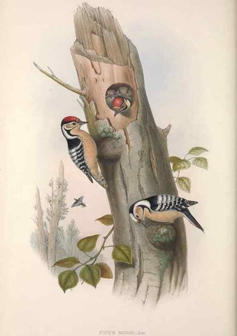Reproducción/Reproduction 48914311508: The birds of Great Britain. London :Printed by Taylor and Francis, published by the author,1873.. 