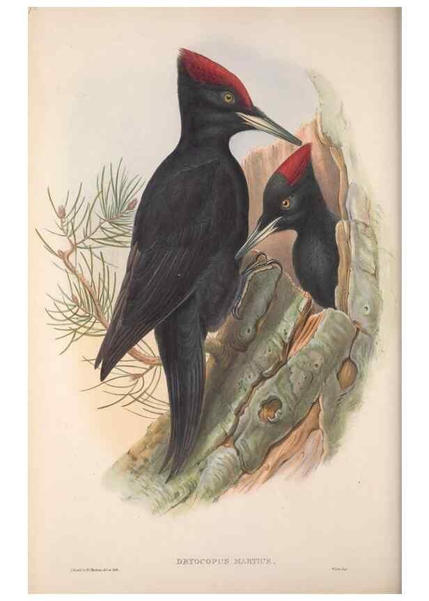 Reproducción/Reproduction 48915045572: The birds of Great Britain. London :Printed by Taylor and Francis, published by the author,1873.. 