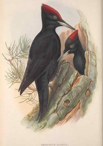 Reproducción/Reproduction 48915045572: The birds of Great Britain. London :Printed by Taylor and Francis, published by the author,1873.. 