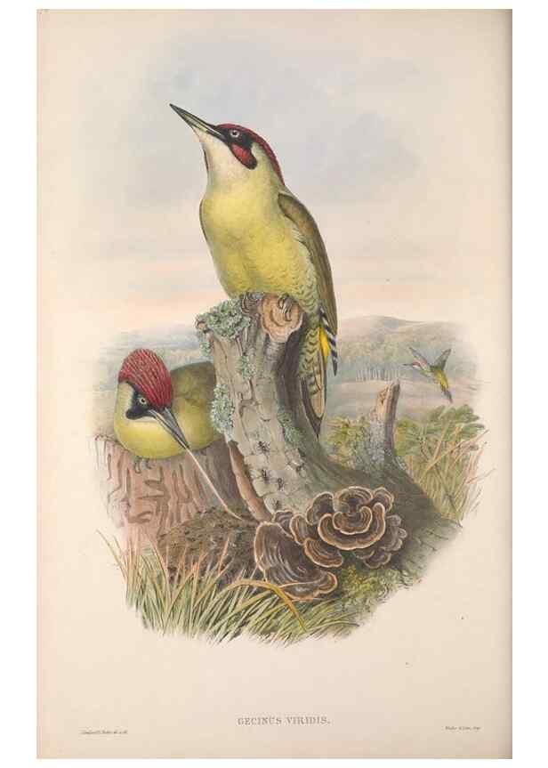 Reproducción/Reproduction 48915045832: The birds of Great Britain. London :Printed by Taylor and Francis, published by the author,1873.. 