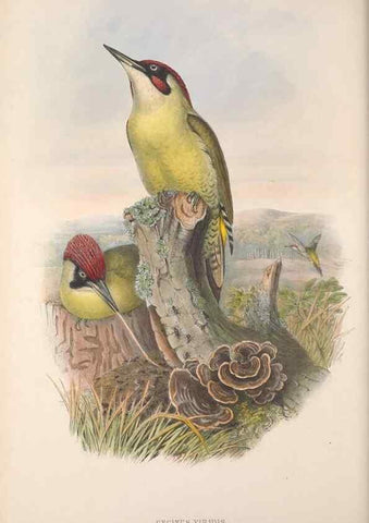 Reproducción/Reproduction 48915045832: The birds of Great Britain. London :Printed by Taylor and Francis, published by the author,1873.. 