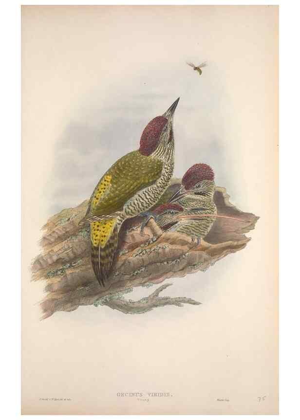 Reproducción/Reproduction 48915046052: The birds of Great Britain. London :Printed by Taylor and Francis, published by the author,1873.. 