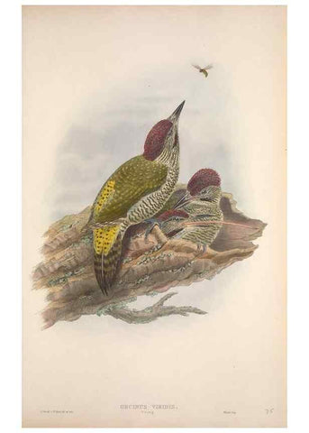Reproducción/Reproduction 48915046052: The birds of Great Britain. London :Printed by Taylor and Francis, published by the author,1873.. 