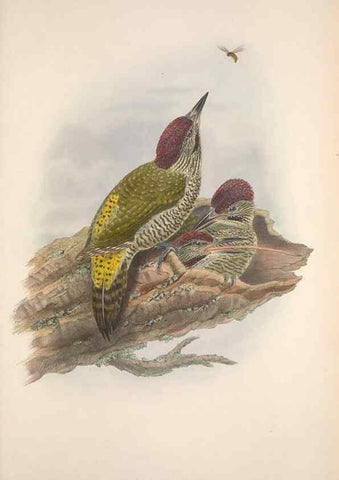 Reproducción/Reproduction 48915046052: The birds of Great Britain. London :Printed by Taylor and Francis, published by the author,1873.. 