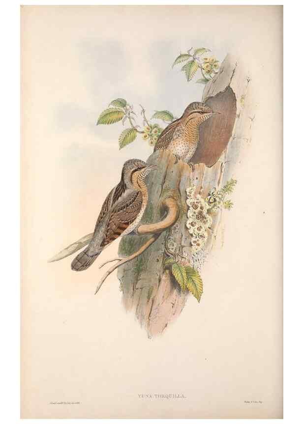 Reproducción/Reproduction 48914842356: The birds of Great Britain. London :Printed by Taylor and Francis, published by the author,1873.. 