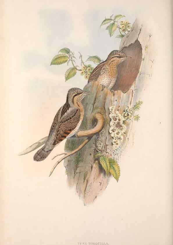 Reproducción/Reproduction 48914842356: The birds of Great Britain. London :Printed by Taylor and Francis, published by the author,1873.. 