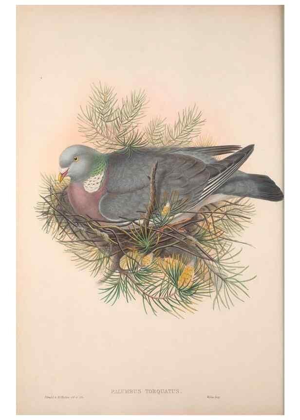 Reproducción/Reproduction 48914380593: The birds of Great Britain. London :Printed by Taylor and Francis, published by the author,1873.. 