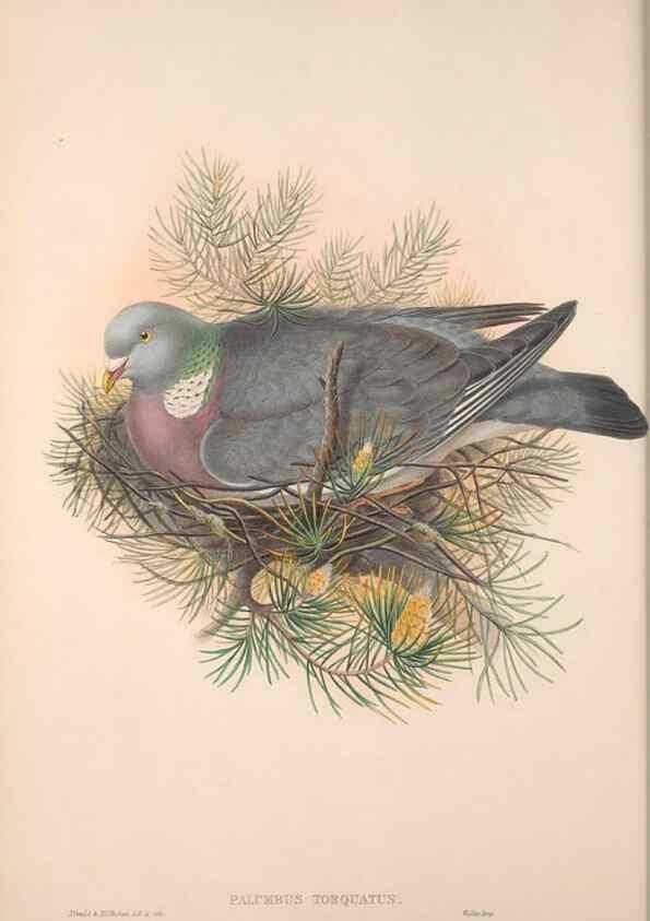 Reproducción/Reproduction 48914380593: The birds of Great Britain. London :Printed by Taylor and Francis, published by the author,1873.. 
