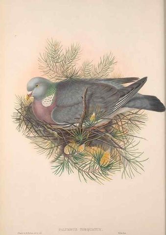 Reproducción/Reproduction 48914380593: The birds of Great Britain. London :Printed by Taylor and Francis, published by the author,1873.. 