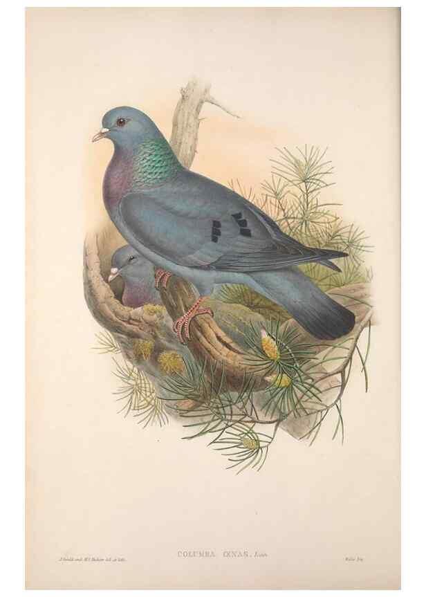 Reproducción/Reproduction 48914911436: The birds of Great Britain. London :Printed by Taylor and Francis, published by the author,1873.. 