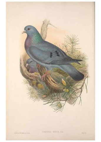 Reproducción/Reproduction 48914911436: The birds of Great Britain. London :Printed by Taylor and Francis, published by the author,1873.. 