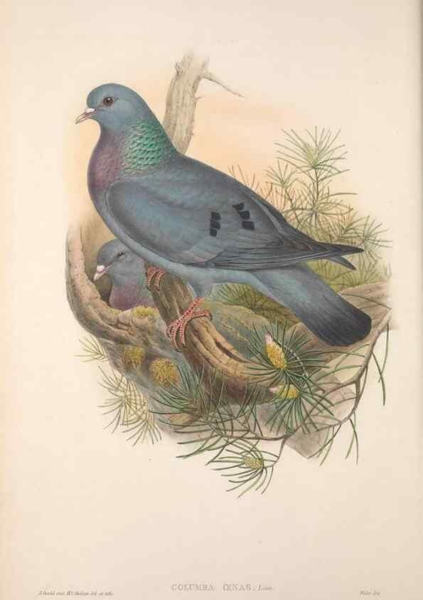 Reproducción/Reproduction 48914911436: The birds of Great Britain. London :Printed by Taylor and Francis, published by the author,1873.. 