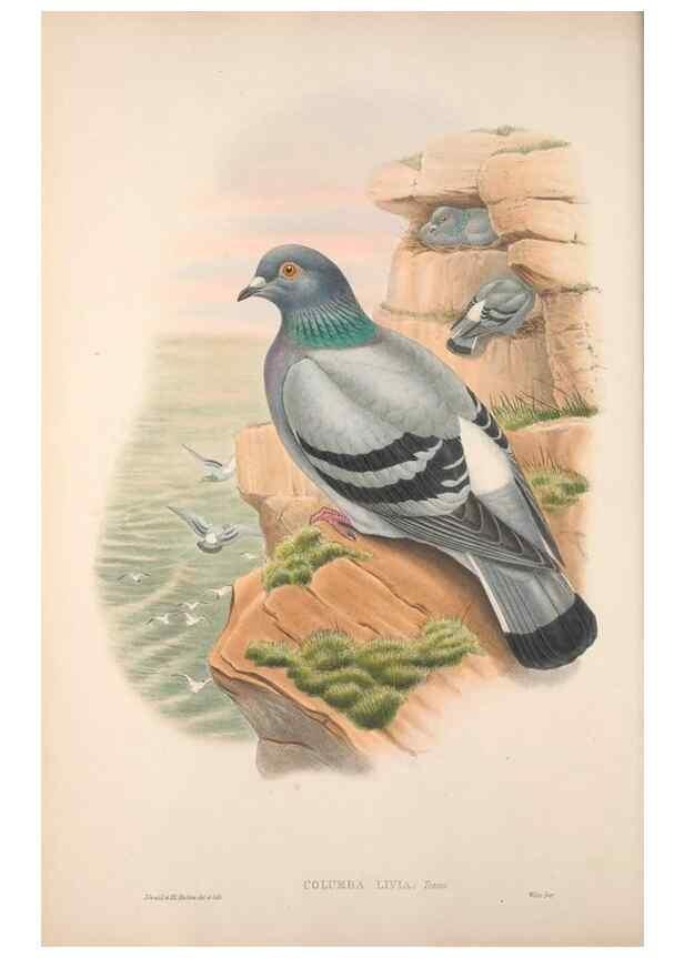 Reproducción/Reproduction 48914911781: The birds of Great Britain. London :Printed by Taylor and Francis, published by the author,1873.. 