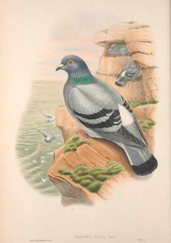 Reproducción/Reproduction 48914911781: The birds of Great Britain. London :Printed by Taylor and Francis, published by the author,1873.. 