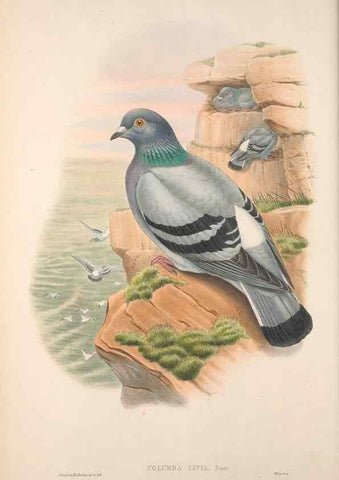 Reproducción/Reproduction 48914911781: The birds of Great Britain. London :Printed by Taylor and Francis, published by the author,1873.. 