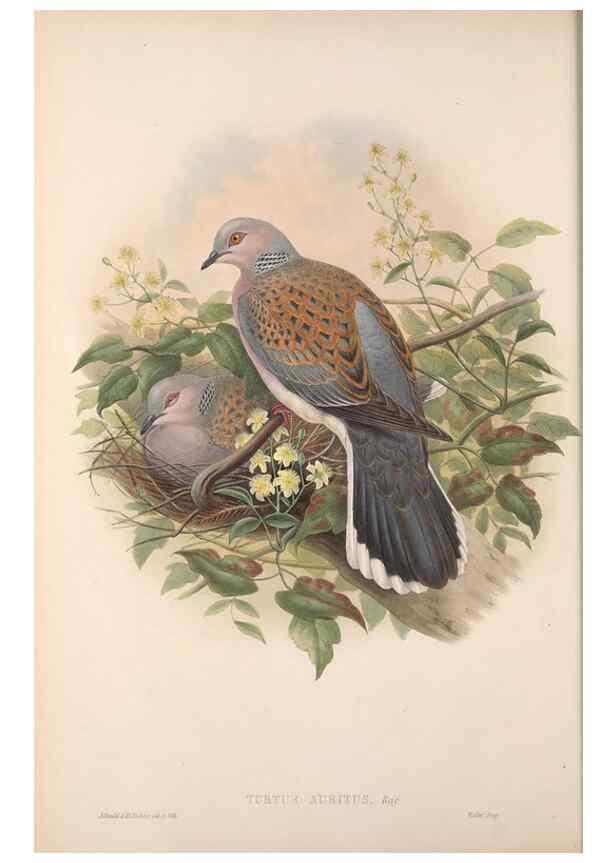 Reproducción/Reproduction 48915114802: The birds of Great Britain. London :Printed by Taylor and Francis, published by the author,1873.. 