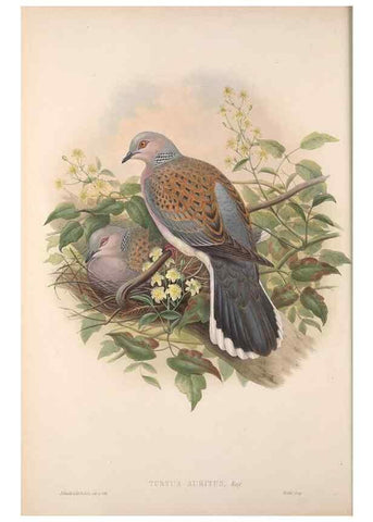 Reproducción/Reproduction 48915114802: The birds of Great Britain. London :Printed by Taylor and Francis, published by the author,1873.. 