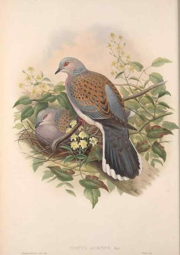 Reproducción/Reproduction 48915114802: The birds of Great Britain. London :Printed by Taylor and Francis, published by the author,1873.. 