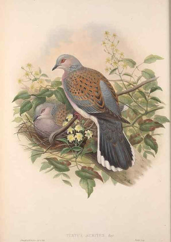 Reproducción/Reproduction 48915114802: The birds of Great Britain. London :Printed by Taylor and Francis, published by the author,1873.. 