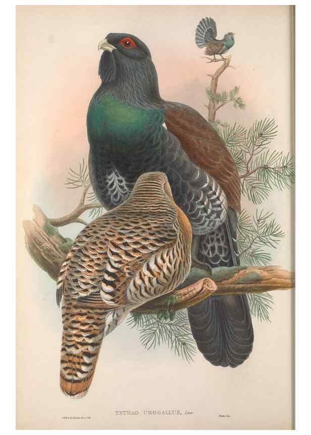Reproducción/Reproduction 48914381893: The birds of Great Britain. London :Printed by Taylor and Francis, published by the author,1873.. 