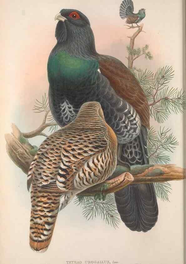 Reproducción/Reproduction 48914381893: The birds of Great Britain. London :Printed by Taylor and Francis, published by the author,1873.. 