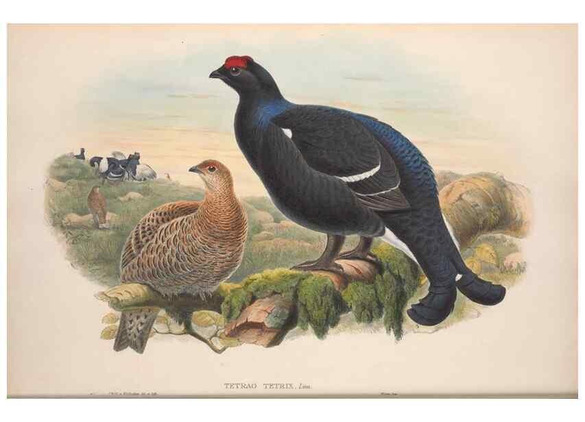 Reproducción/Reproduction 48915115502: The birds of Great Britain. London :Printed by Taylor and Francis, published by the author,1873.. 