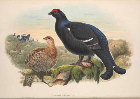 Reproducción/Reproduction 48915115502: The birds of Great Britain. London :Printed by Taylor and Francis, published by the author,1873.. 