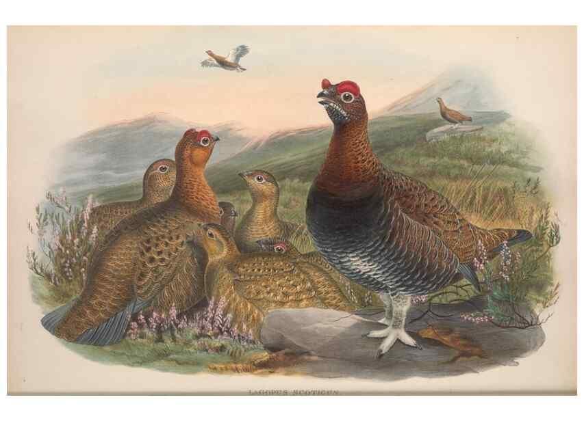 Reproducción/Reproduction 48915115842: The birds of Great Britain. London :Printed by Taylor and Francis, published by the author,1873.. 