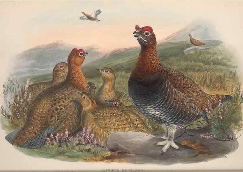Reproducción/Reproduction 48915115842: The birds of Great Britain. London :Printed by Taylor and Francis, published by the author,1873.. 