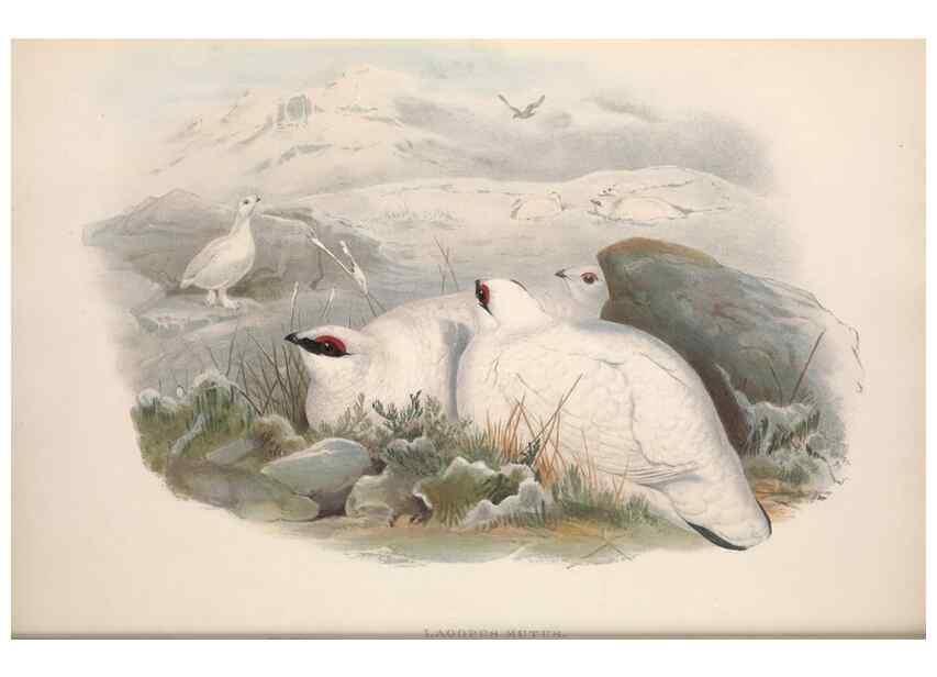 Reproducción/Reproduction 48914913441: The birds of Great Britain. London :Printed by Taylor and Francis, published by the author,1873.. 