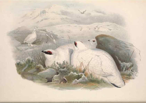 Reproducción/Reproduction 48914913441: The birds of Great Britain. London :Printed by Taylor and Francis, published by the author,1873.. 