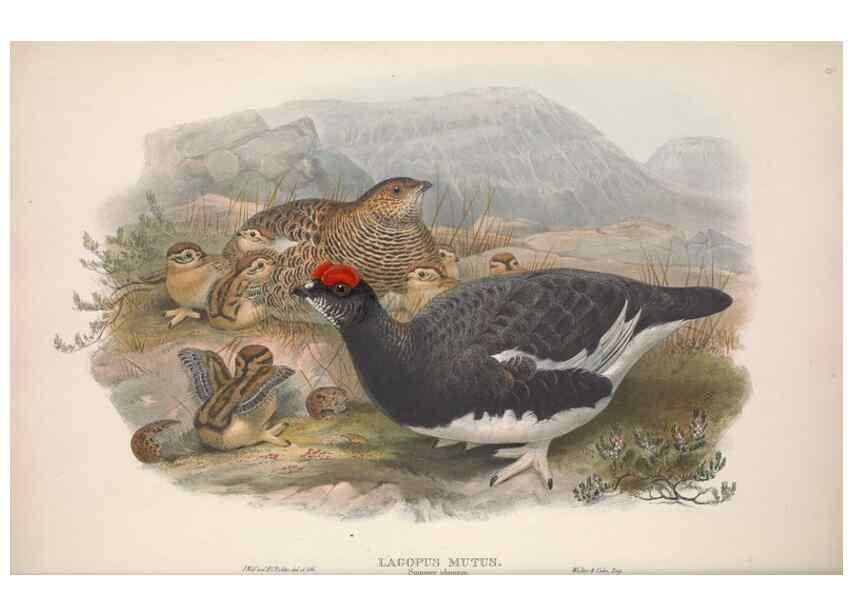 Reproducción/Reproduction 48914383263: The birds of Great Britain. London :Printed by Taylor and Francis, published by the author,1873.. 