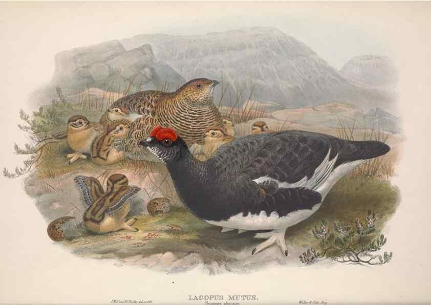 Reproducción/Reproduction 48914383263: The birds of Great Britain. London :Printed by Taylor and Francis, published by the author,1873.. 